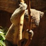 Newcastle - Blackbutt Reserve 